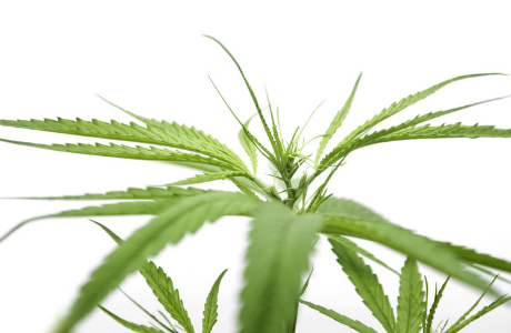 Cannabis plant confiscation & proceeds of crime