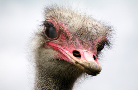 Ostrich